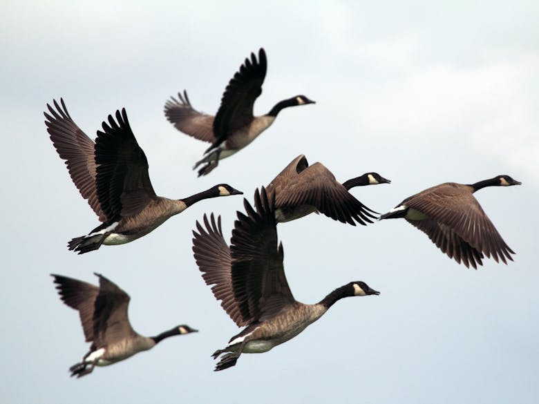 Brent Geese , courtesy of RSPB 6 Brent Geese in flight