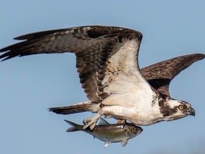 Osprey with its prey of a whole fish