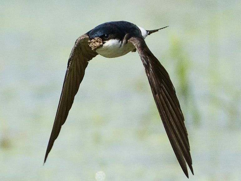 Swallow, courtesey of RSPB Swollow swooping with food