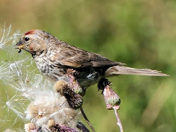 Redpoll bird with red crest 