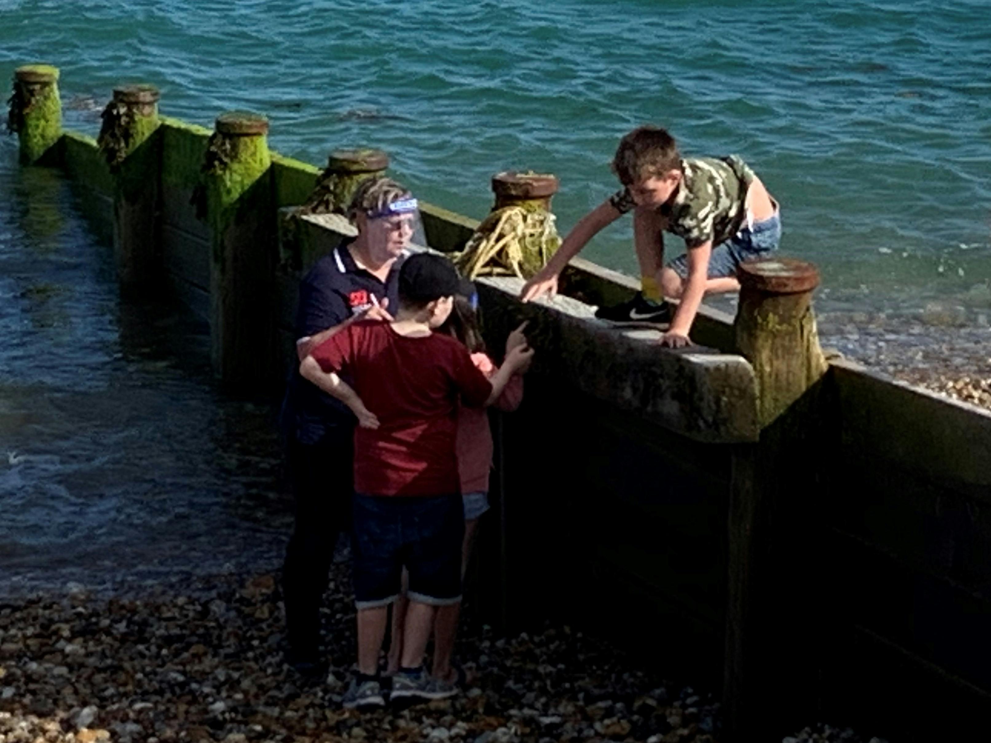 Children on the Marine Ecology Walk learning about the hidden creatures in the groynes 