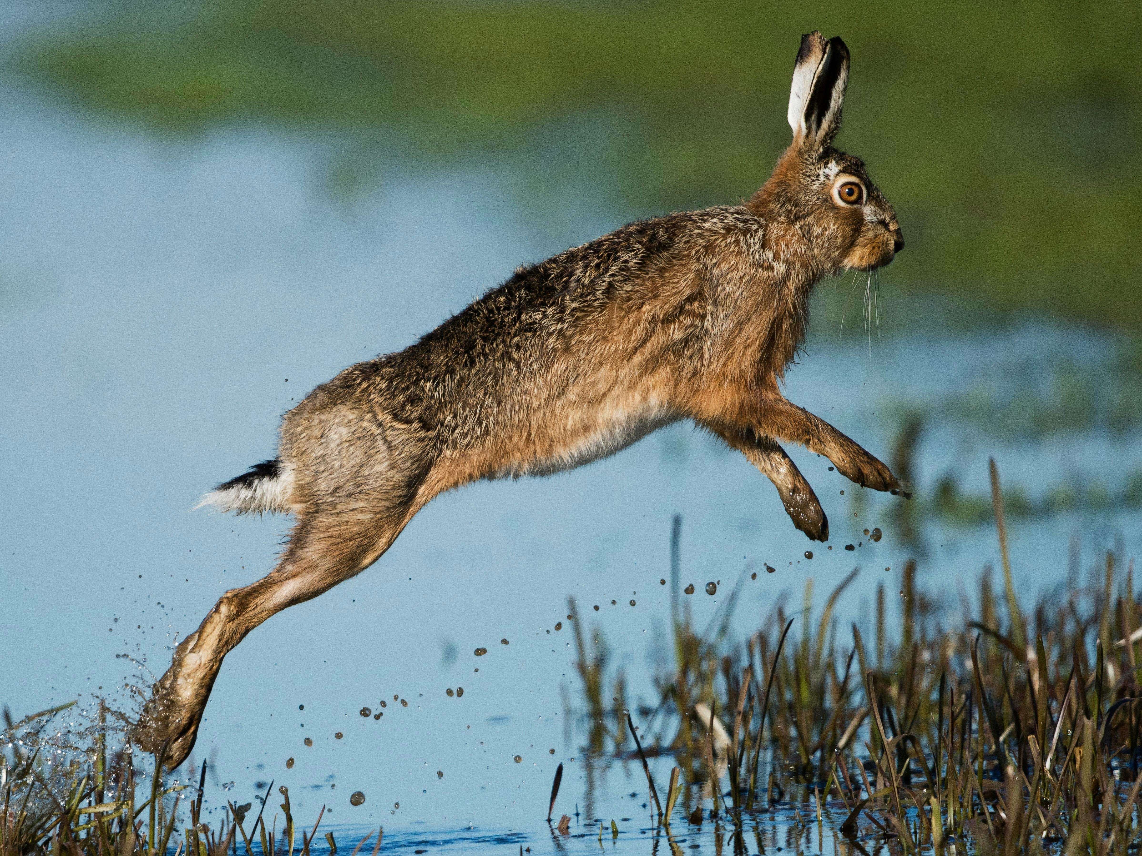 A brown hare captured jumping across water