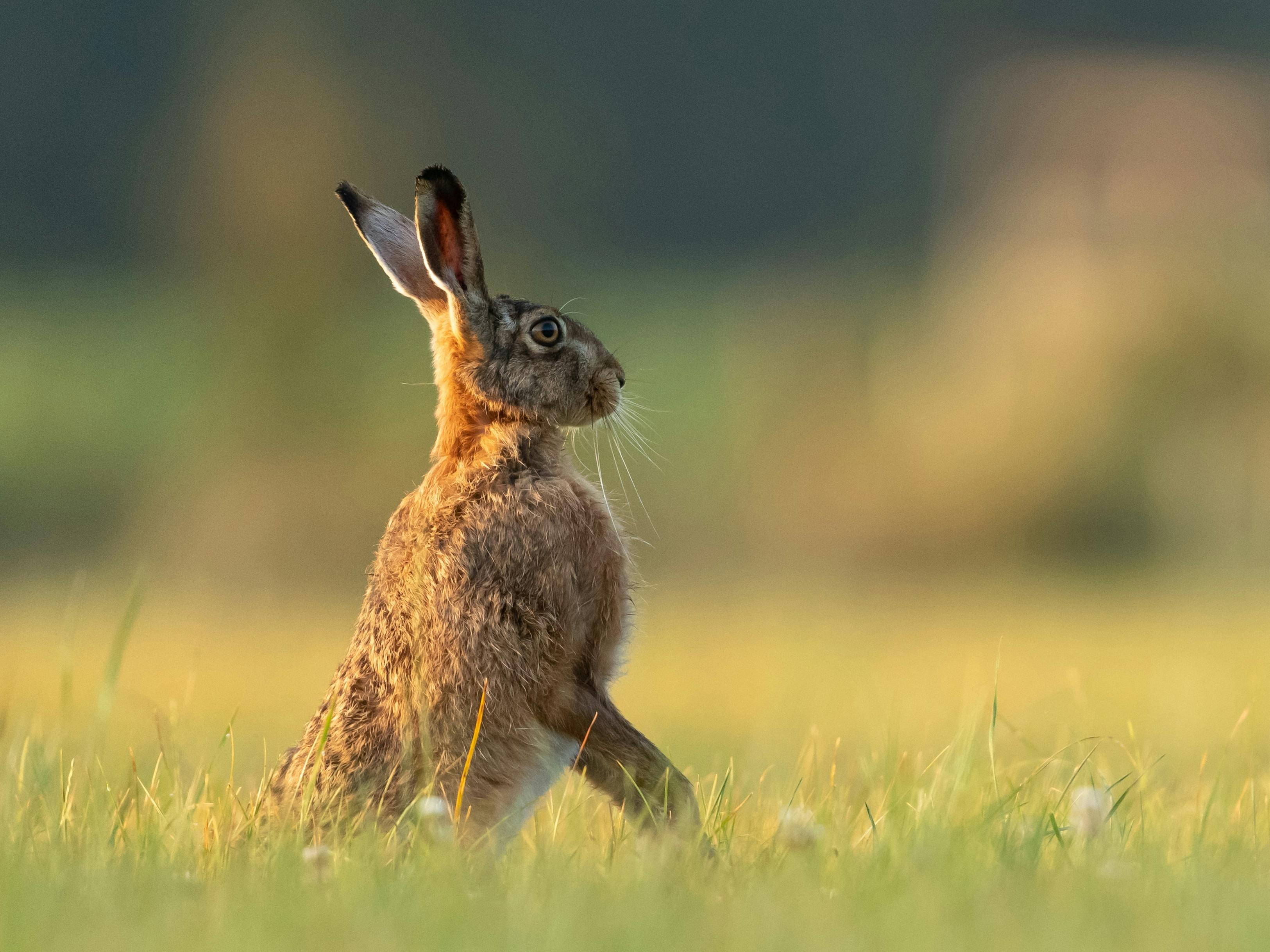 A brown hare in grasses looking alert on its hind legs 