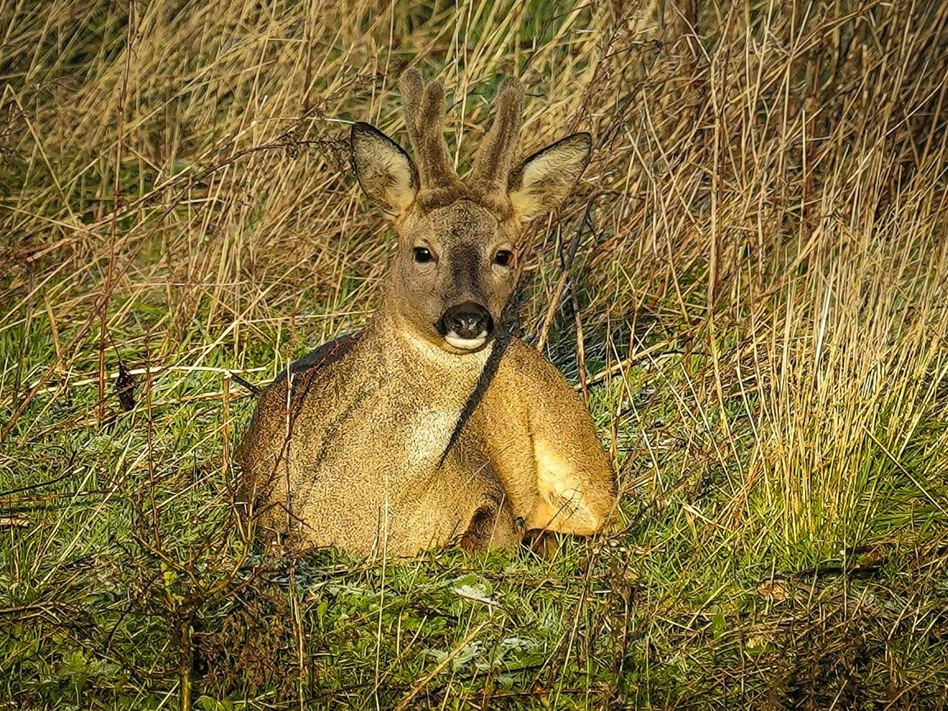A deer resting in amongst the long grass at RSPB Medmerry nature reserve 