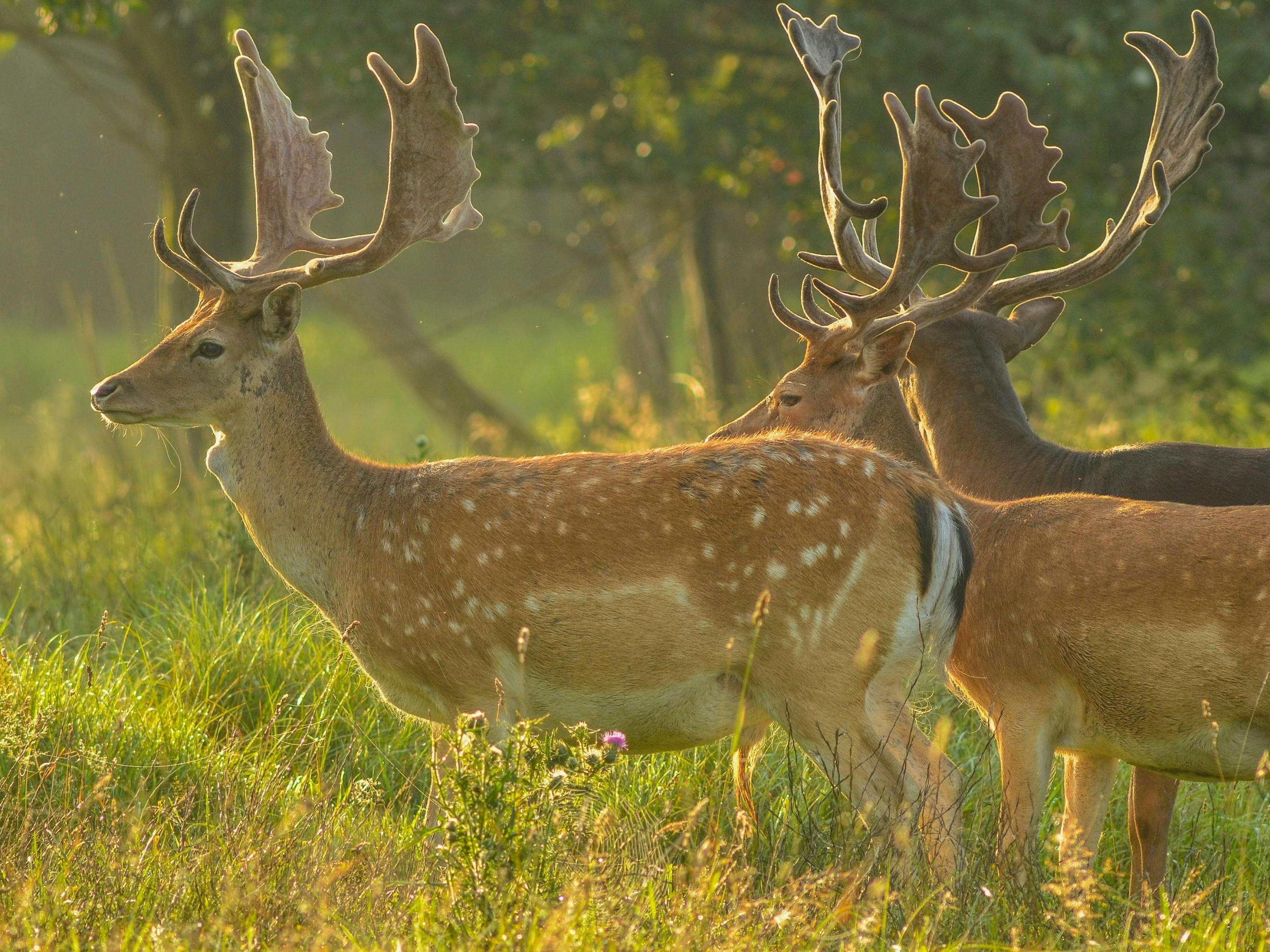 A group of three fallow deer with full antlers in a woodland clearing