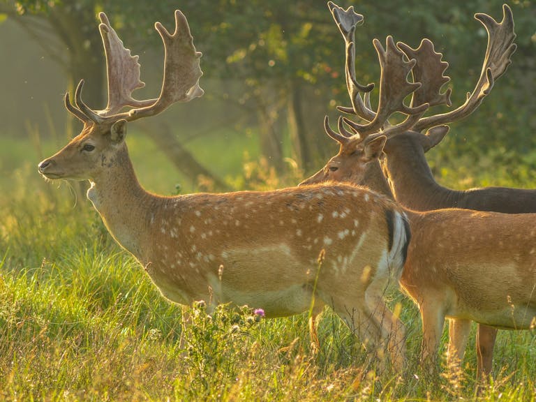 Fallow Deer, courtesy of Jacek Ulinski on UpSplash A group of three fallow deer with full antlers in a woodland clearing