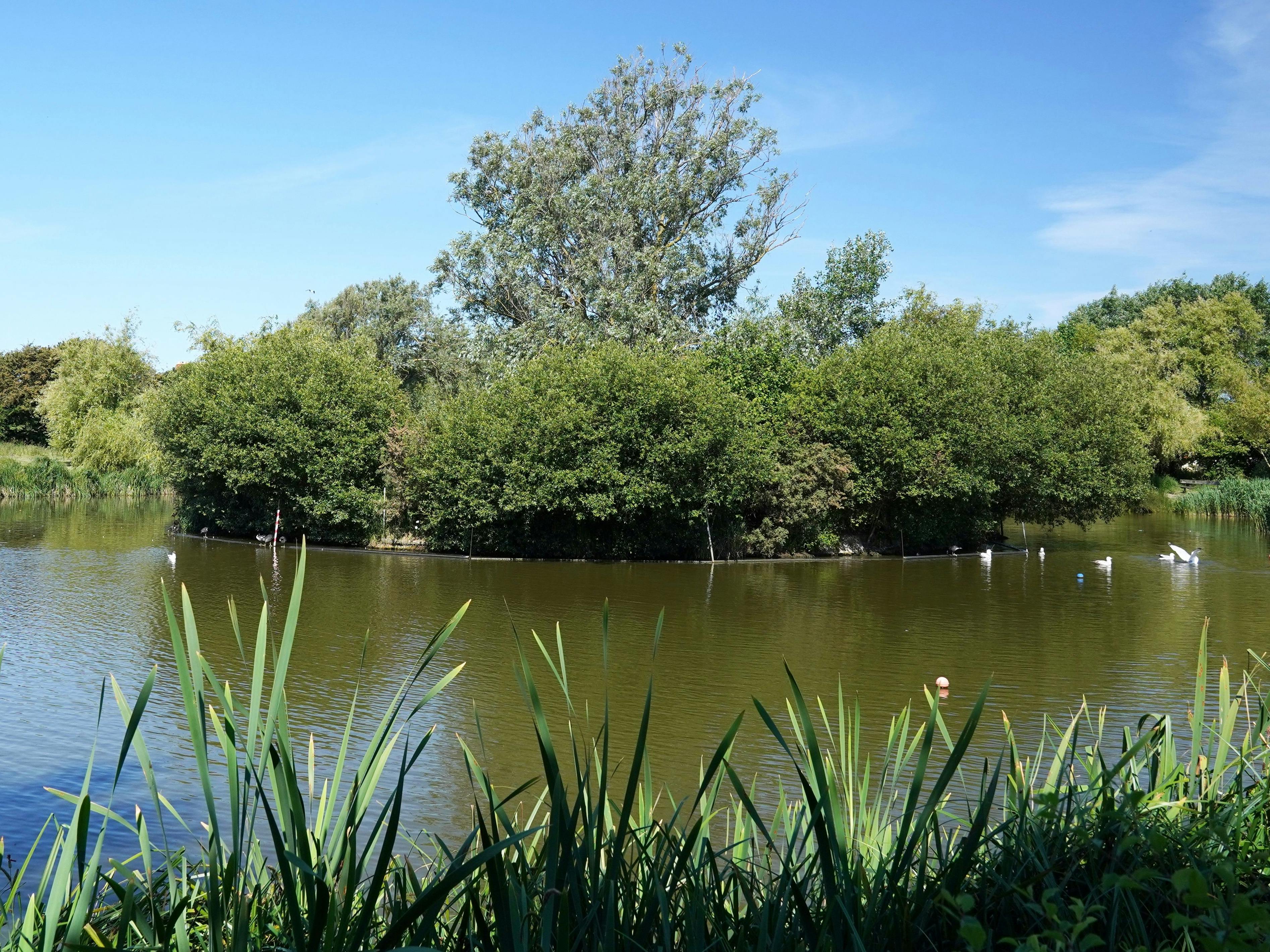 A photograph of East Beach pond with the bird island in the middle and birds swimming with reeds in the foreground.