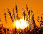 Grasses standing upright illuminated by the orange low sun. 