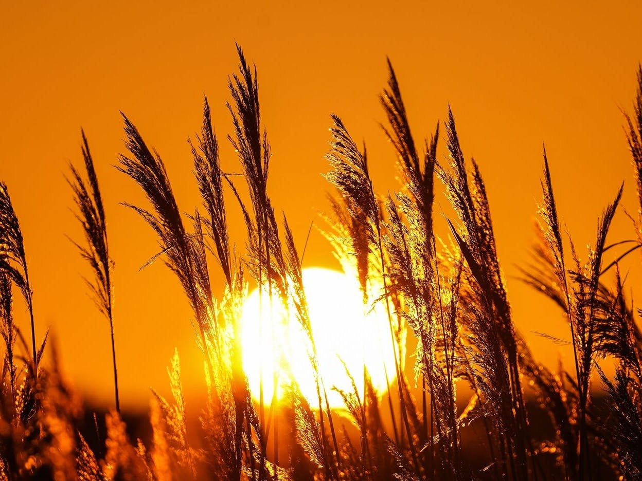 Grasses standing upright illuminated by the orange low sun. 