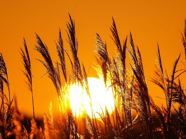 Orange Light Amongst the Grasses in RSPB Medmerry, courtesy of CoastalJJ Grasses standing upright illuminated by the orange low sun.