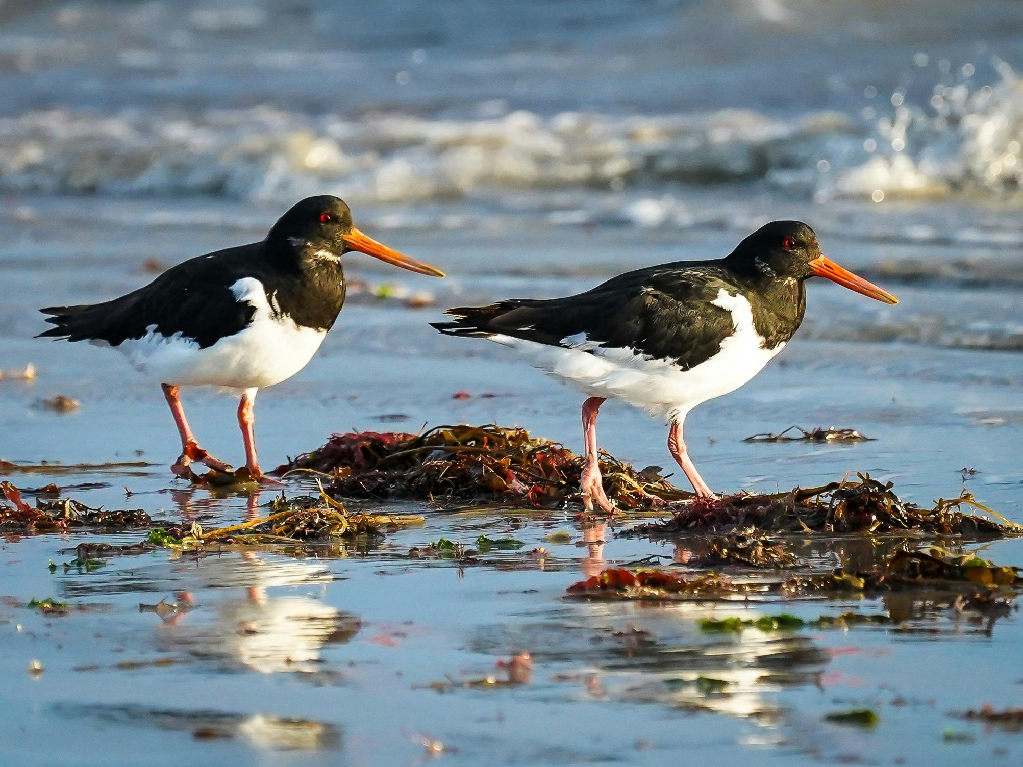A pair of turnstone birds amongst seaweed on the sand with the shallow seas in the background