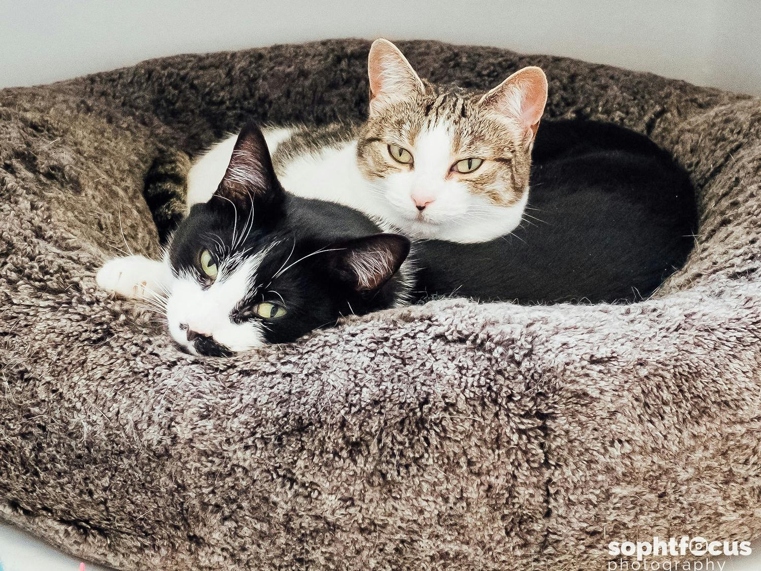 Two cats one black and white and one tabby and white cuddled up together on thier furry bed