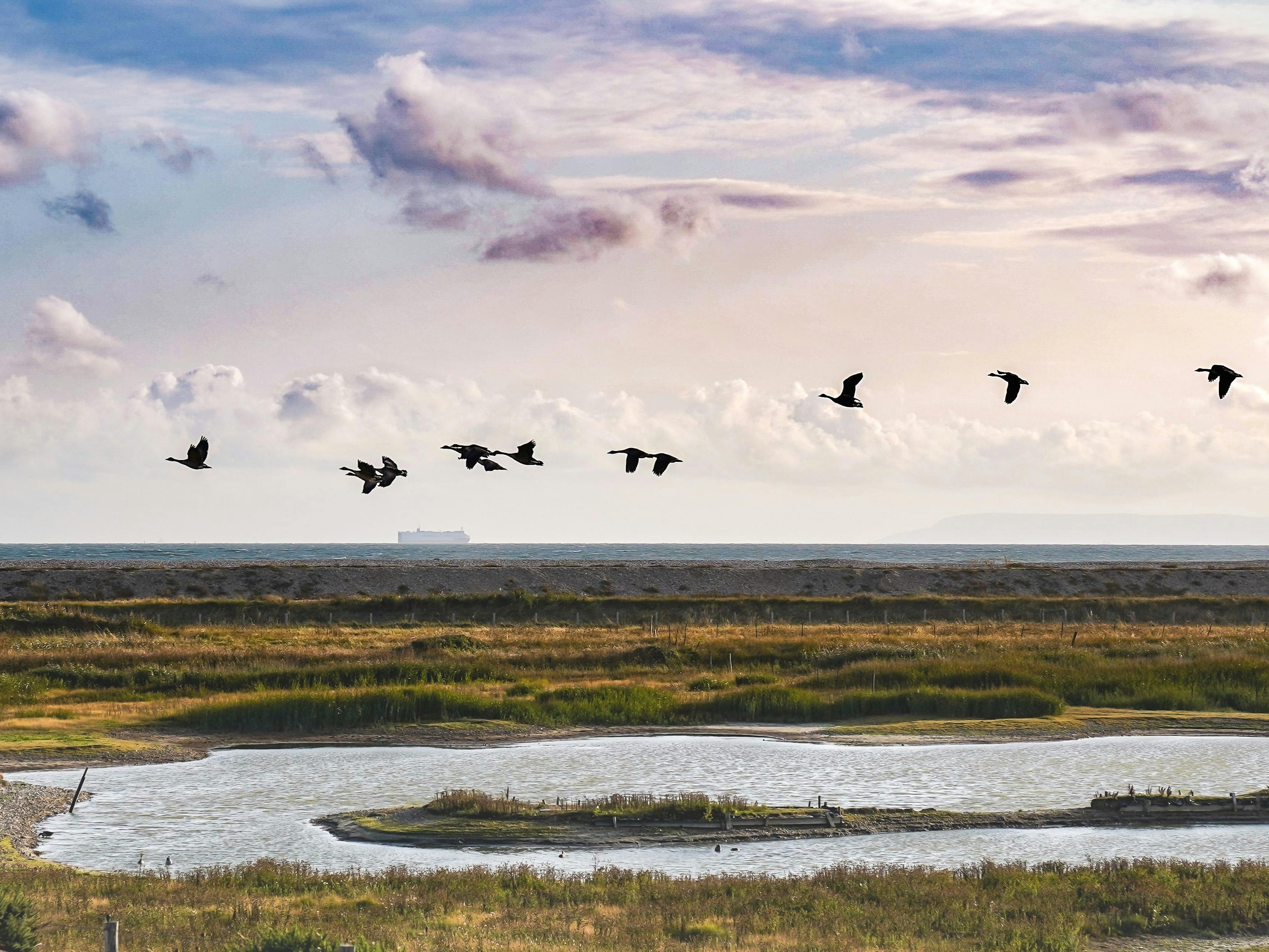Birds flying over the lagoons in RSPB Medmerry 