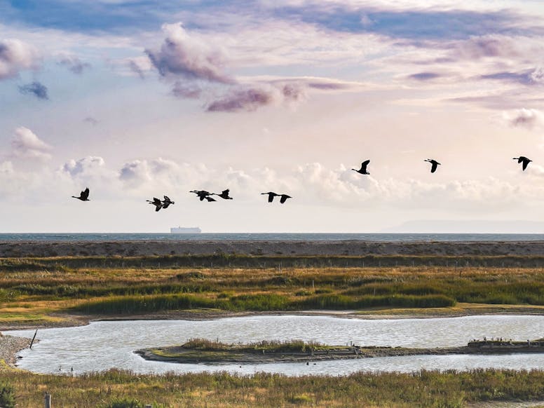 Medmerry Evening View, courtesy of CoastalJJ Birds flying over the lagoons in RSPB Medmerry