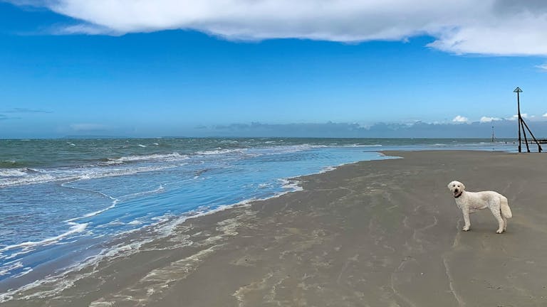 Pebble the white labradoodle on the sandy beach at low tide with blue sky