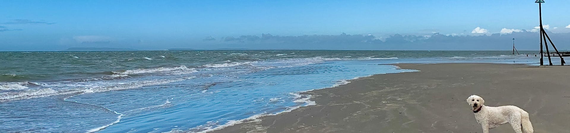 Pebble the white labradoodle on the sandy beach at low tide with blue sky