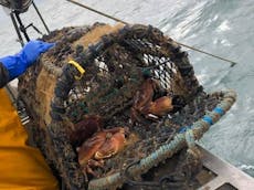 Two large crabs caught out at sea in a lobster pot held by the fisherman
