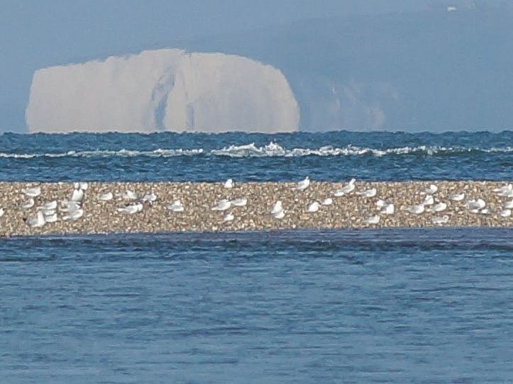 Seagulls resting on the Mixon with the Isle of Wight in the background