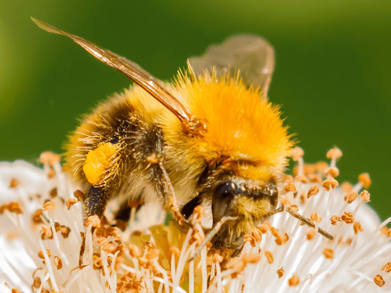 Close up macro photography shot of a bee Close up macro photography shot of a bee