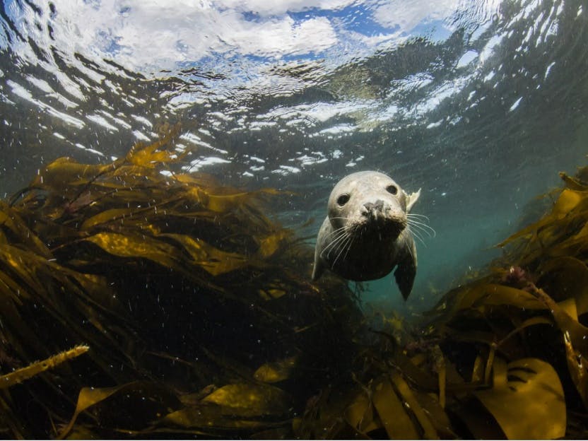 underwater photograph of a sea swimming amounst green fronds of kelp