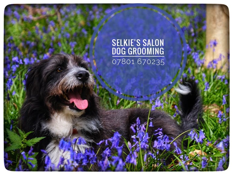 Selkie's Salon Dog playing in bluebells. Selkie's Salon 07801 670235