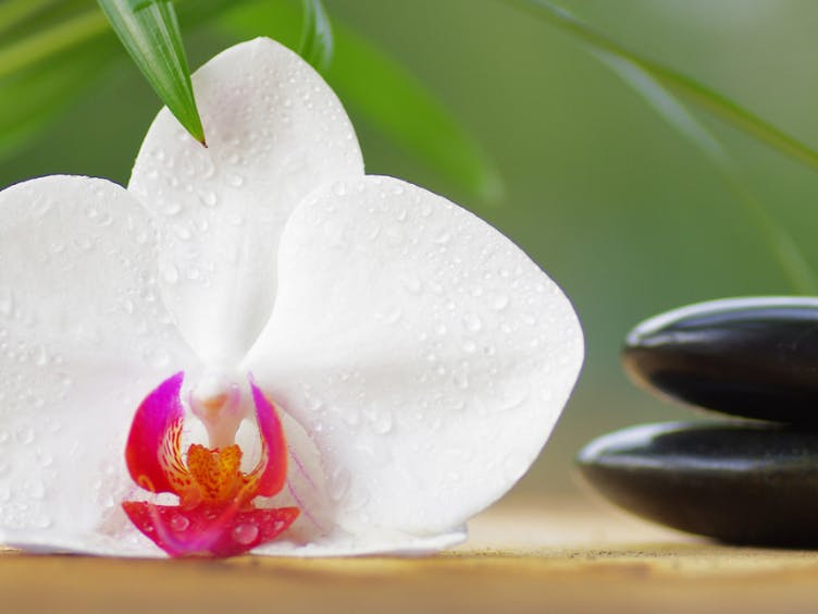 Photograph of an orchid flower and balancing stones