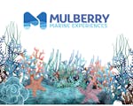 Mulberry Marine Experiences