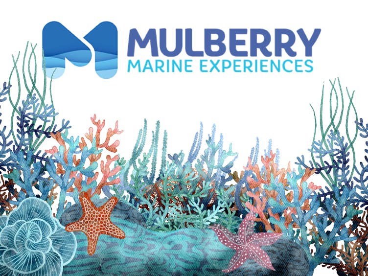 Mulberry Marine Experiences