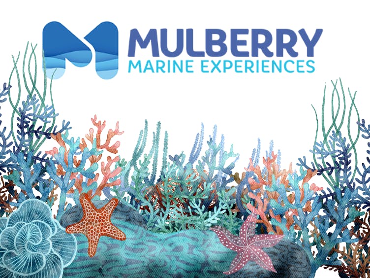 Marine Life Walks Mulberry Marine Experiences