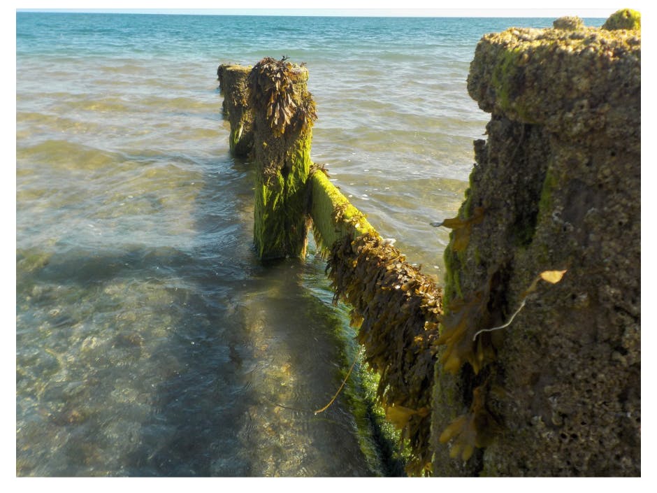 Photograph of a groyne covered with seaweed and barnacles