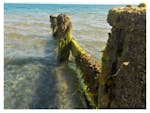 Photograph of a groyne covered with seaweed and barnacles