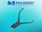 Mulberry Marine Experiences. Illustration of a person free diving