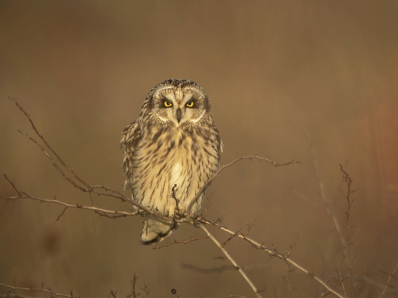 Image of a short eared out sat on a leafless branch in amongst the mist