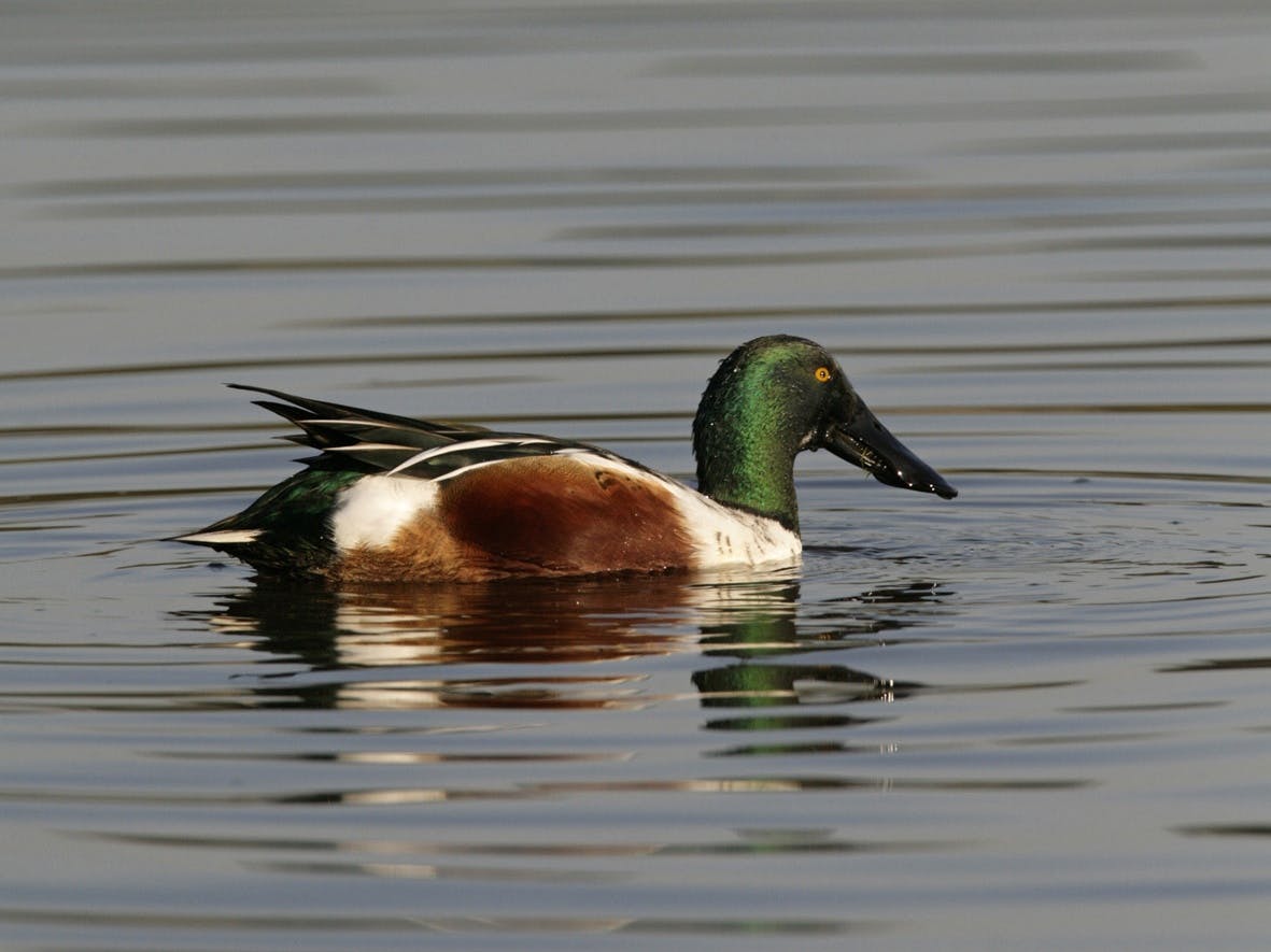 Shoveler duck with green head, black bill, brown wings on water which has ripples in it