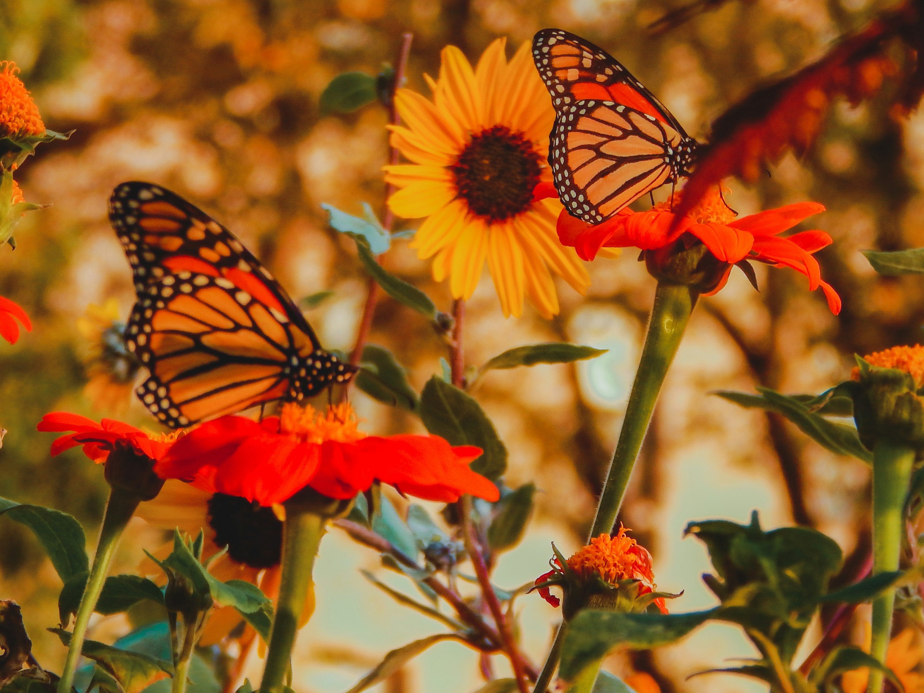Image of yellow and red flowers with two orange butterflies perched on the red ones