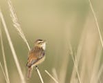 Photograph of a warbler singing resting on some grass