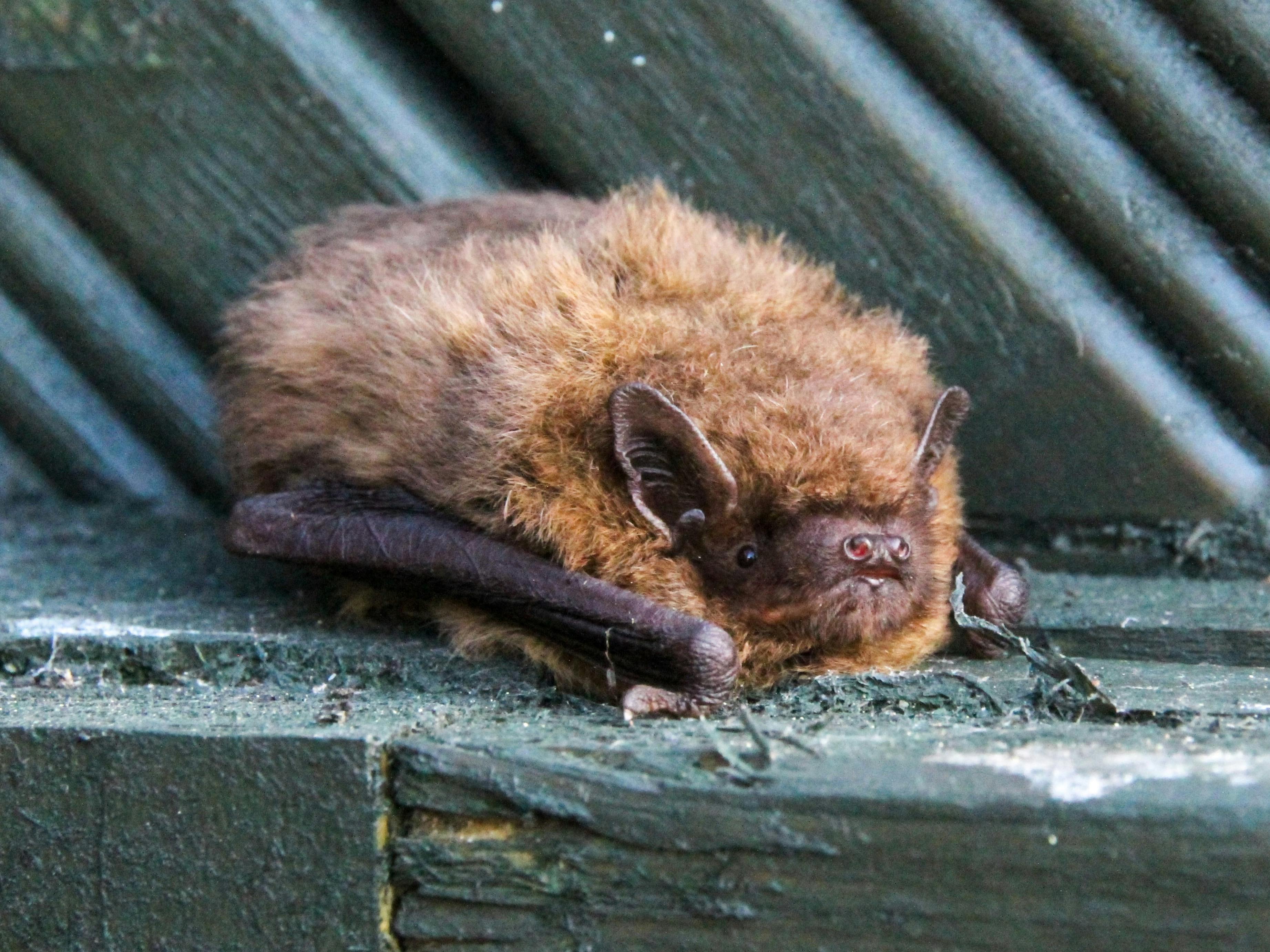 A bat sat on a wooden roof