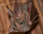 Close up of a bat nesting