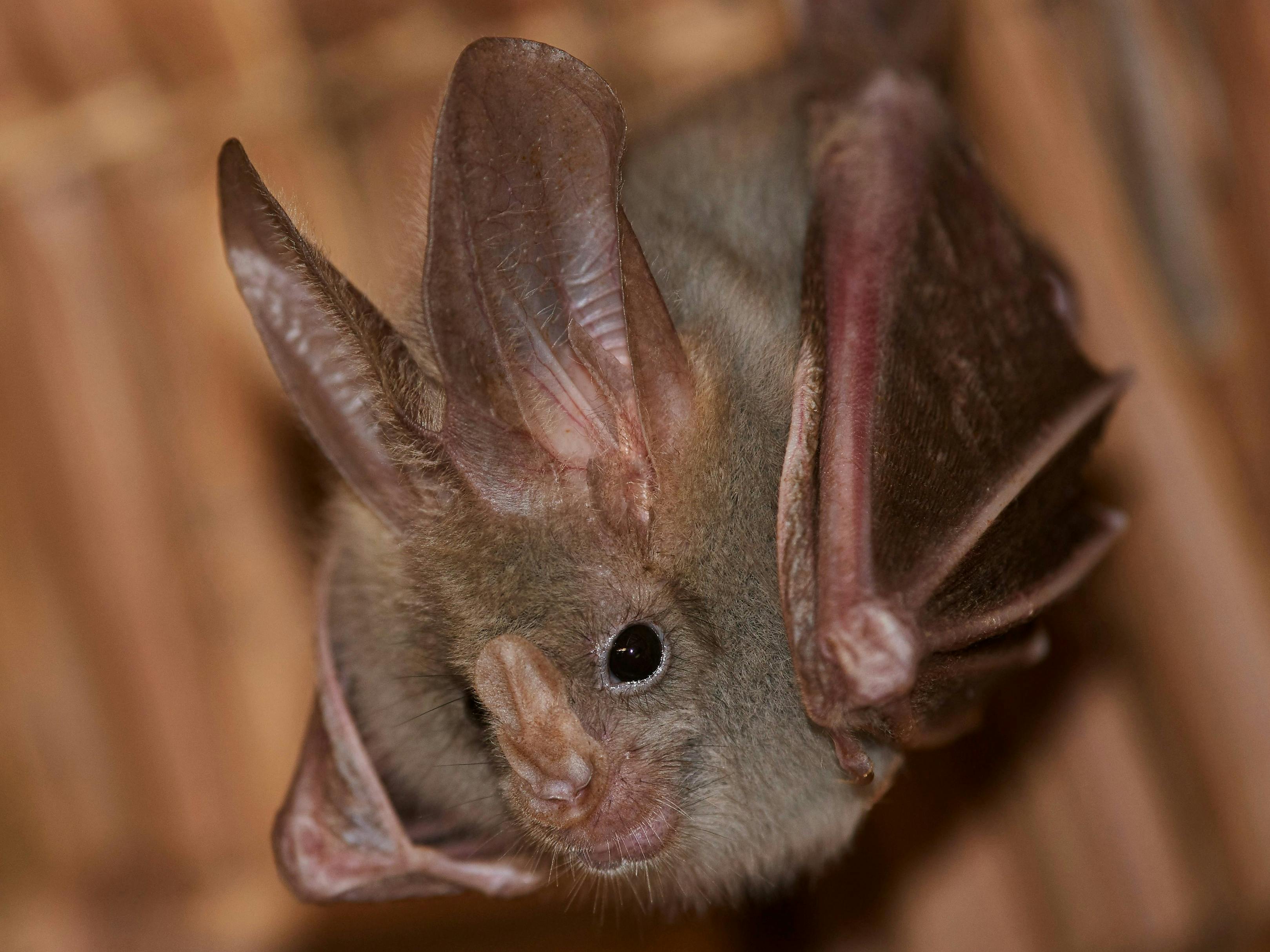 Close up of a bat nesting