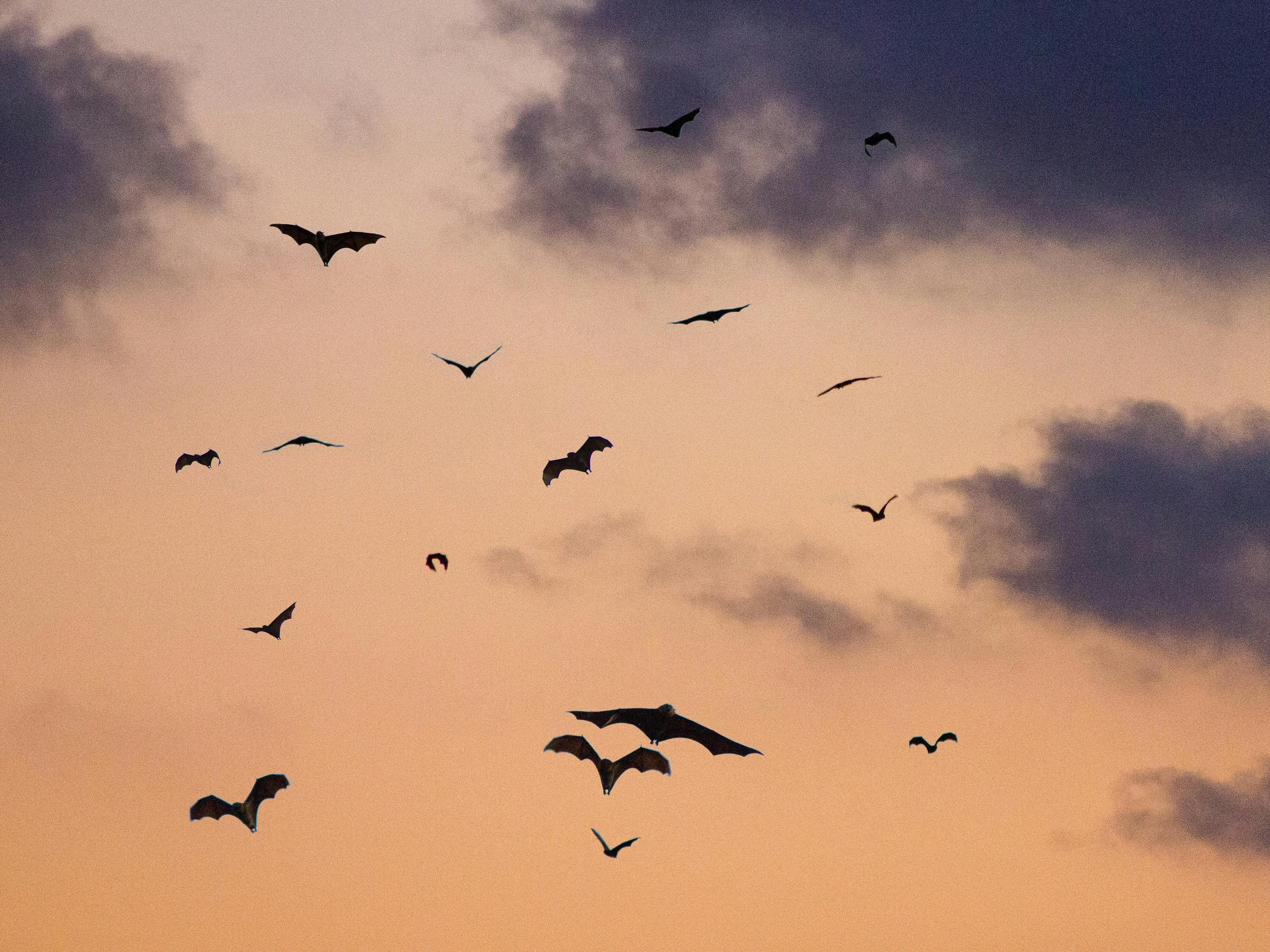 Photograph of a group of bats in the sky at dusk
