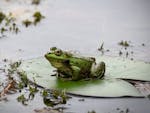Photograph of a green frog sat on a lilly pad