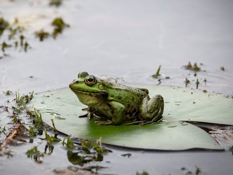 Image courtesy of Erzsebet Vehofsics on Unsplash Photograph of a green frog sat on a lilly pad