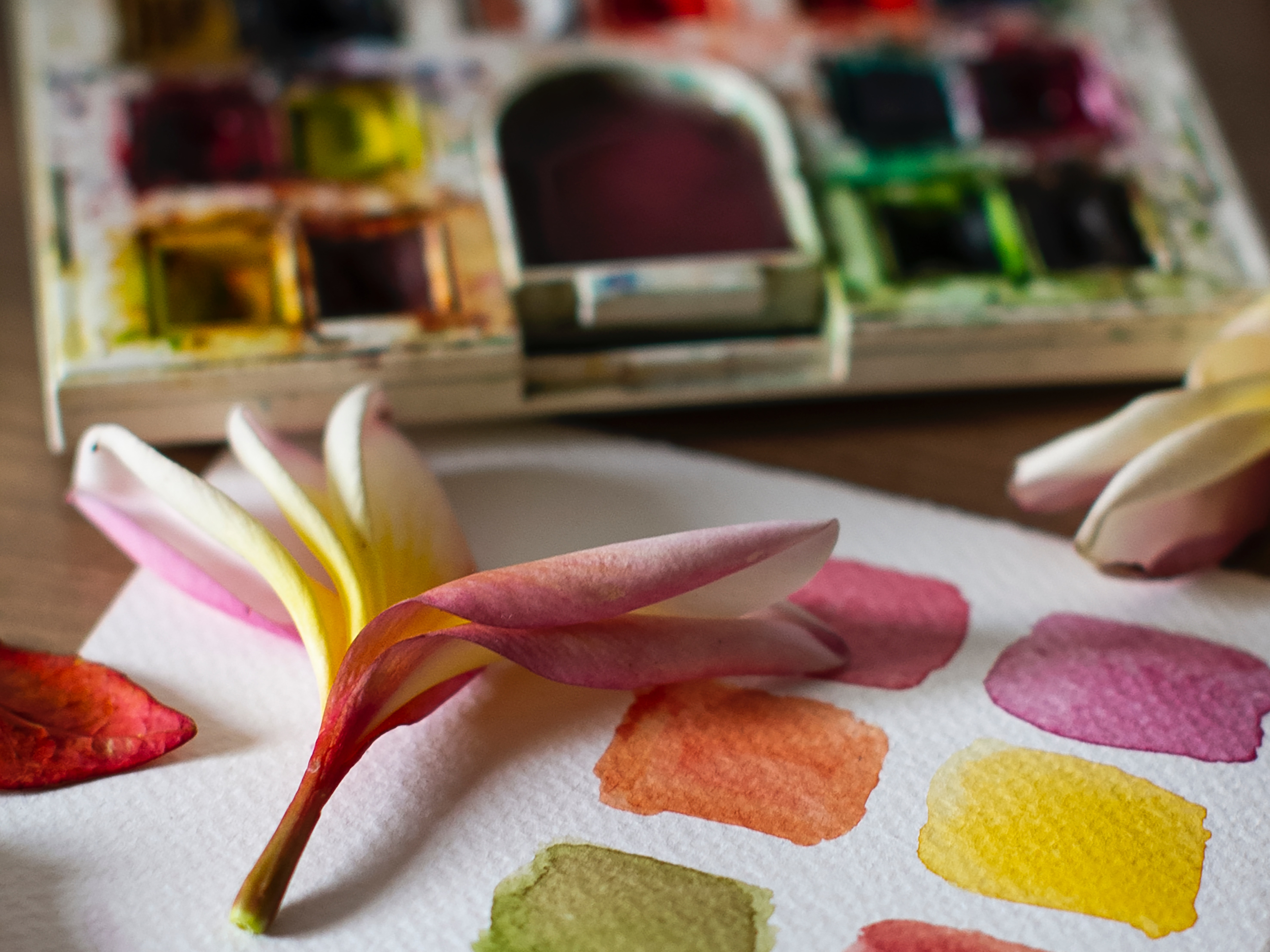 photograph of a pink and white flower sat on watercolour paper with paint test colours of pink, orange, yellow and green with a watercolour palatte in the background