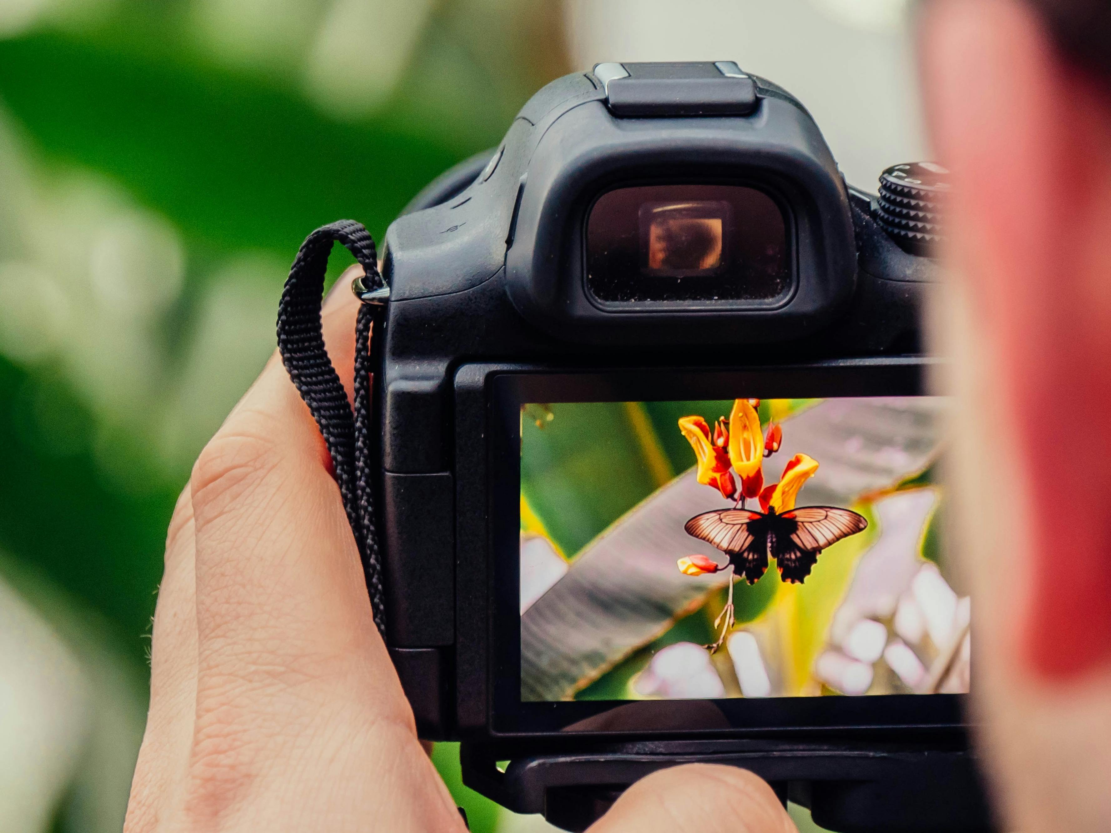 Close up photograph of a camera and its digital screen capturing a butterfly