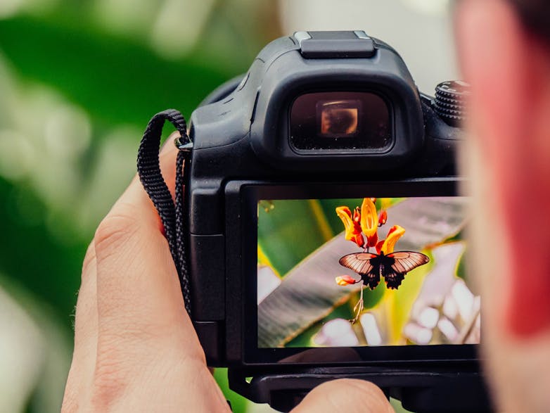Wildlife Photography courtesy Jamie Street on Unsplash Close up photograph of a camera and its digital screen capturing a butterfly