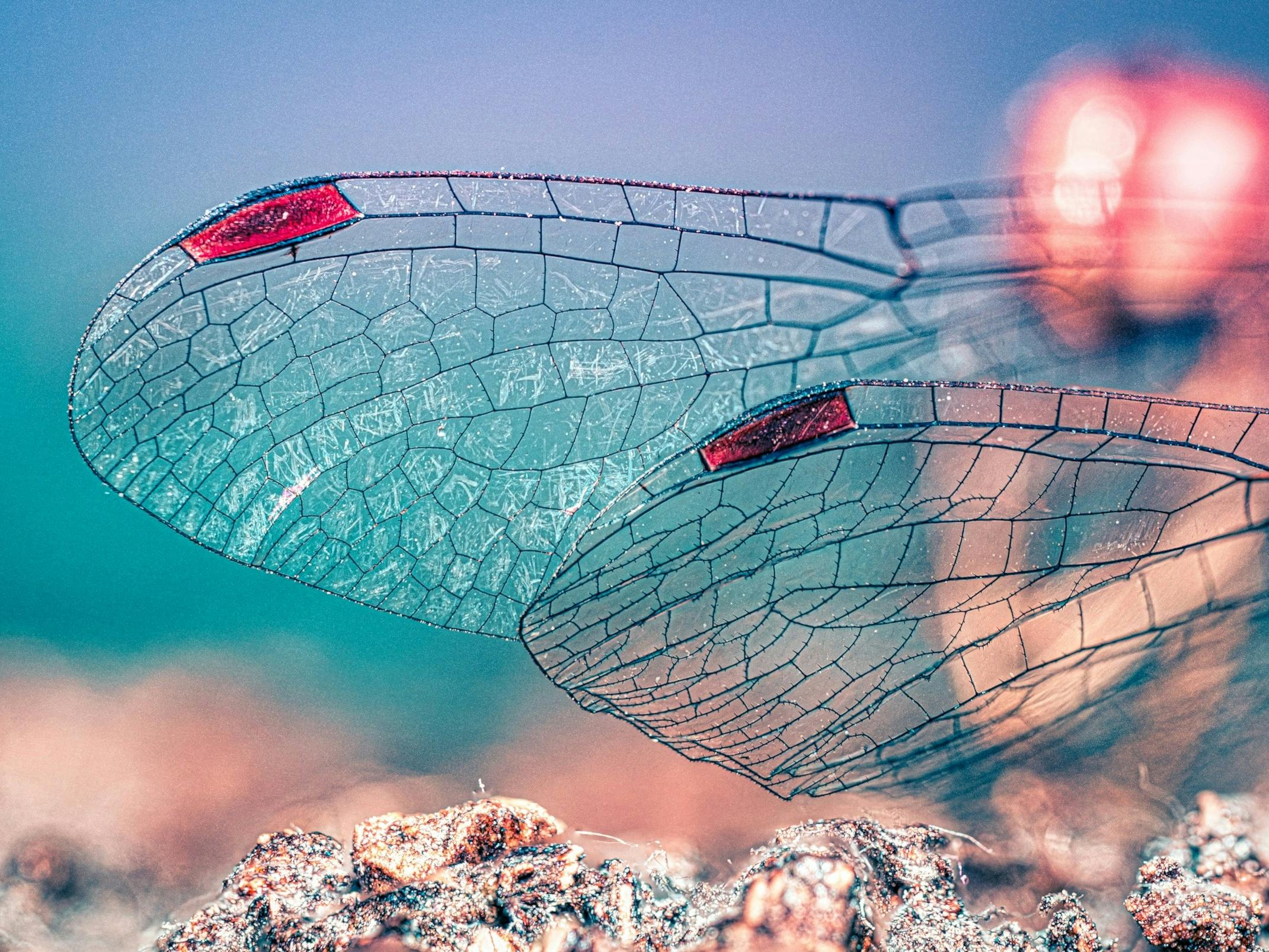 An example of macro photography, close up photography of an insect's wings showing all the detail