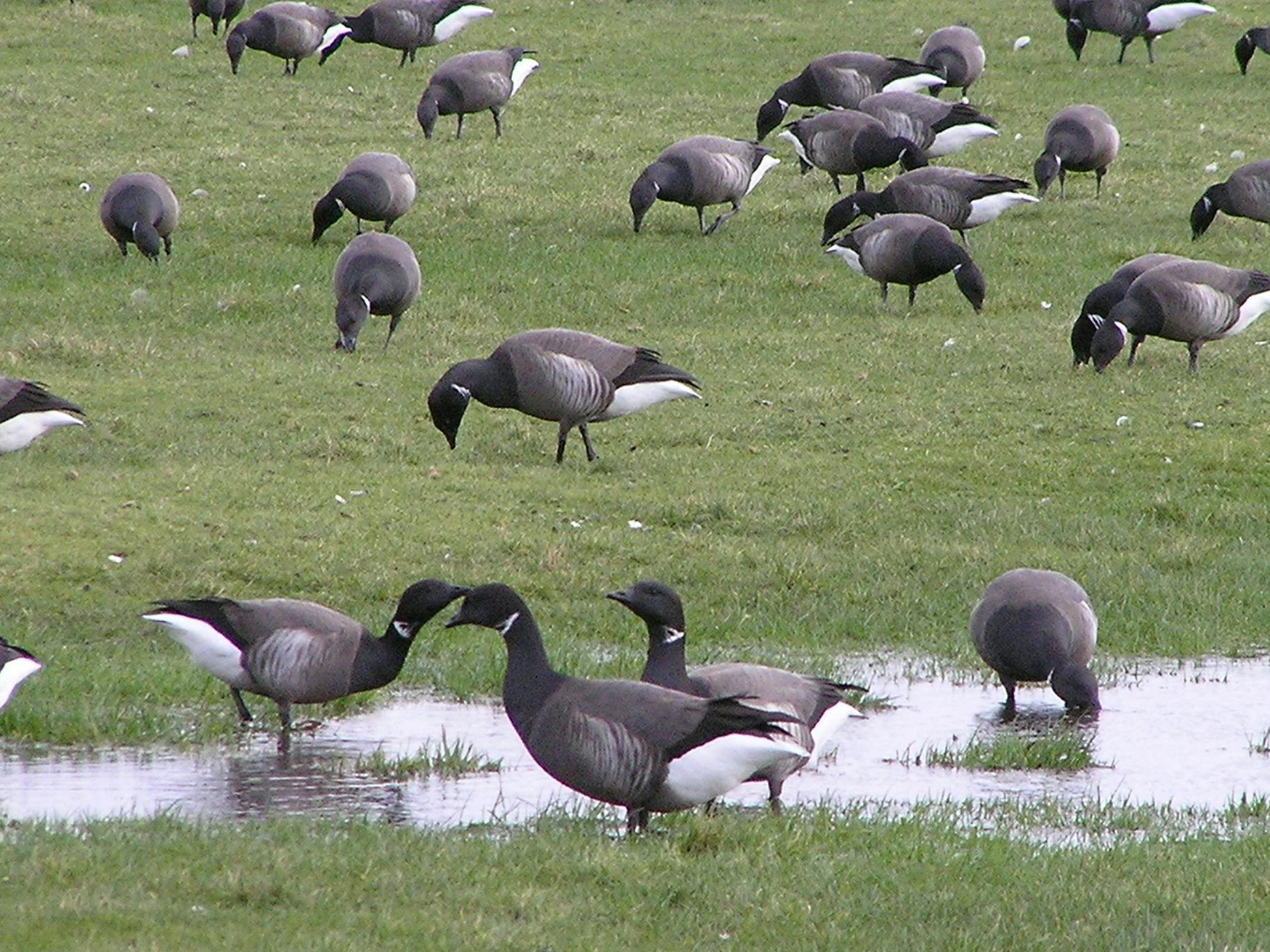 photograph of a flock of brent geese with dark bellies feeding in the grass