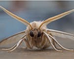 Close up photograph of a moth