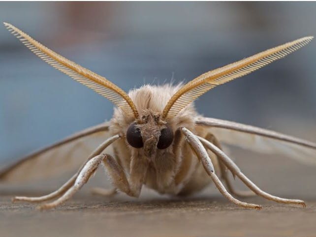 Close up photograph of a moth