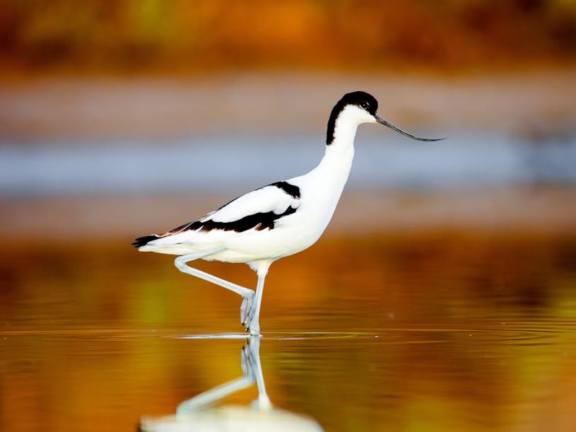 Avocet courtesy of Jacob Bors photograph of an advocet by photographer Jacob Bors